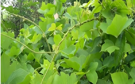 七夕寵妻狂魔就選它！二月風(fēng)雙有機野生葛根粉，健康又有文化味 