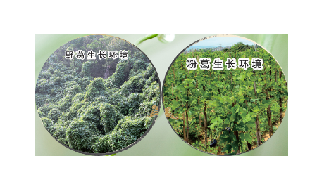 高學(xué)歷養(yǎng)生黨親測：這款雙有機野生葛根粉，憑什么成日常優(yōu)選？?